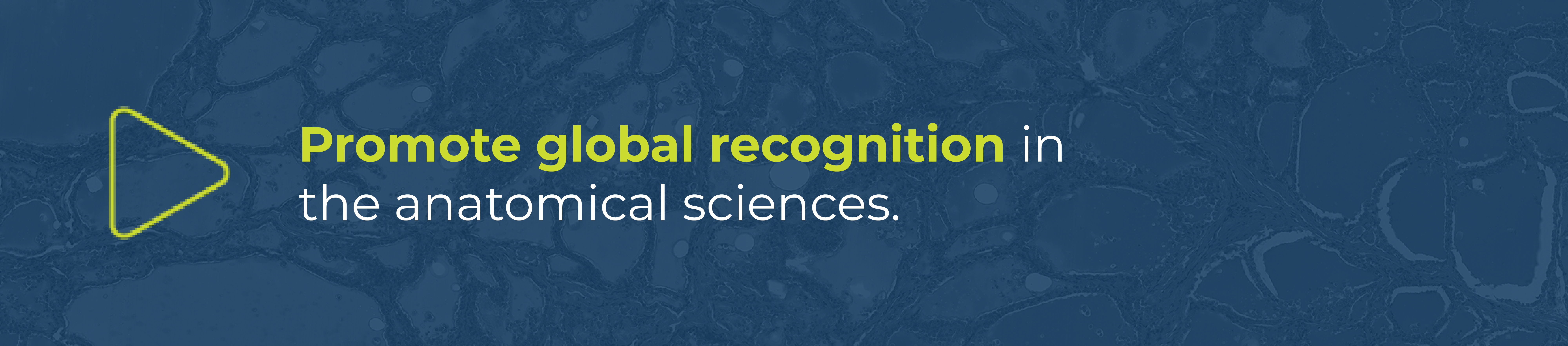 banner that reads "promote global recognition in the anatomical sciences"