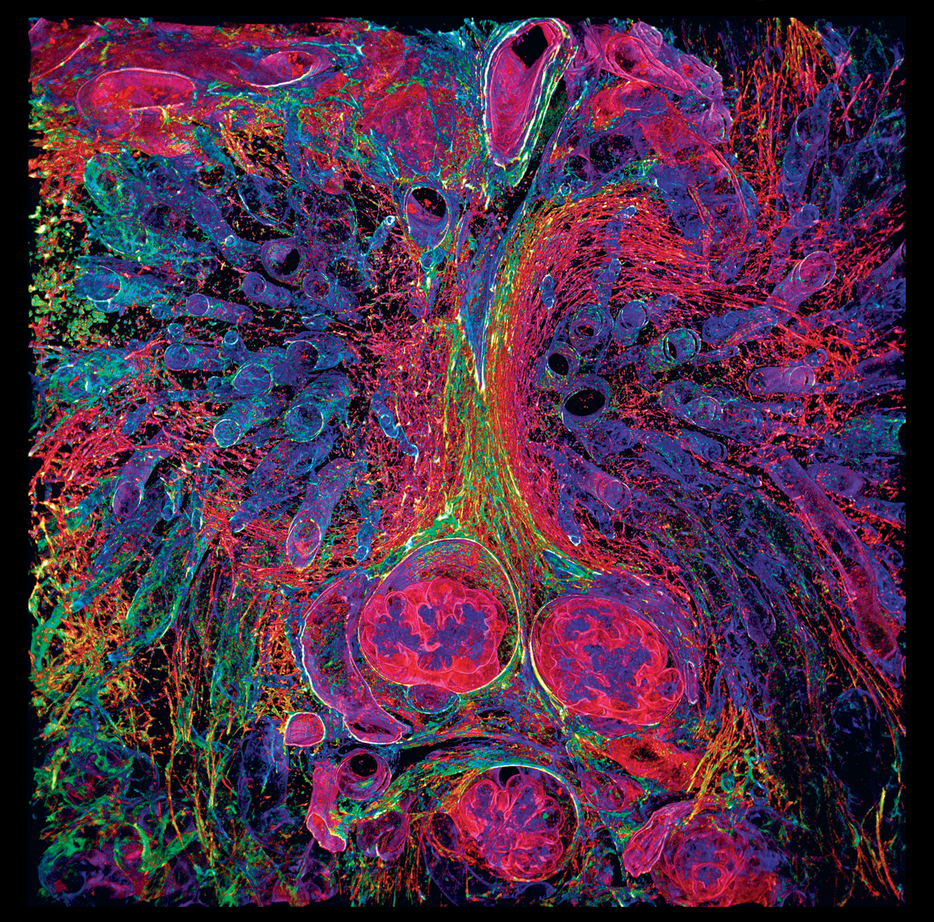 Scientific photo from Developmental Dynamics