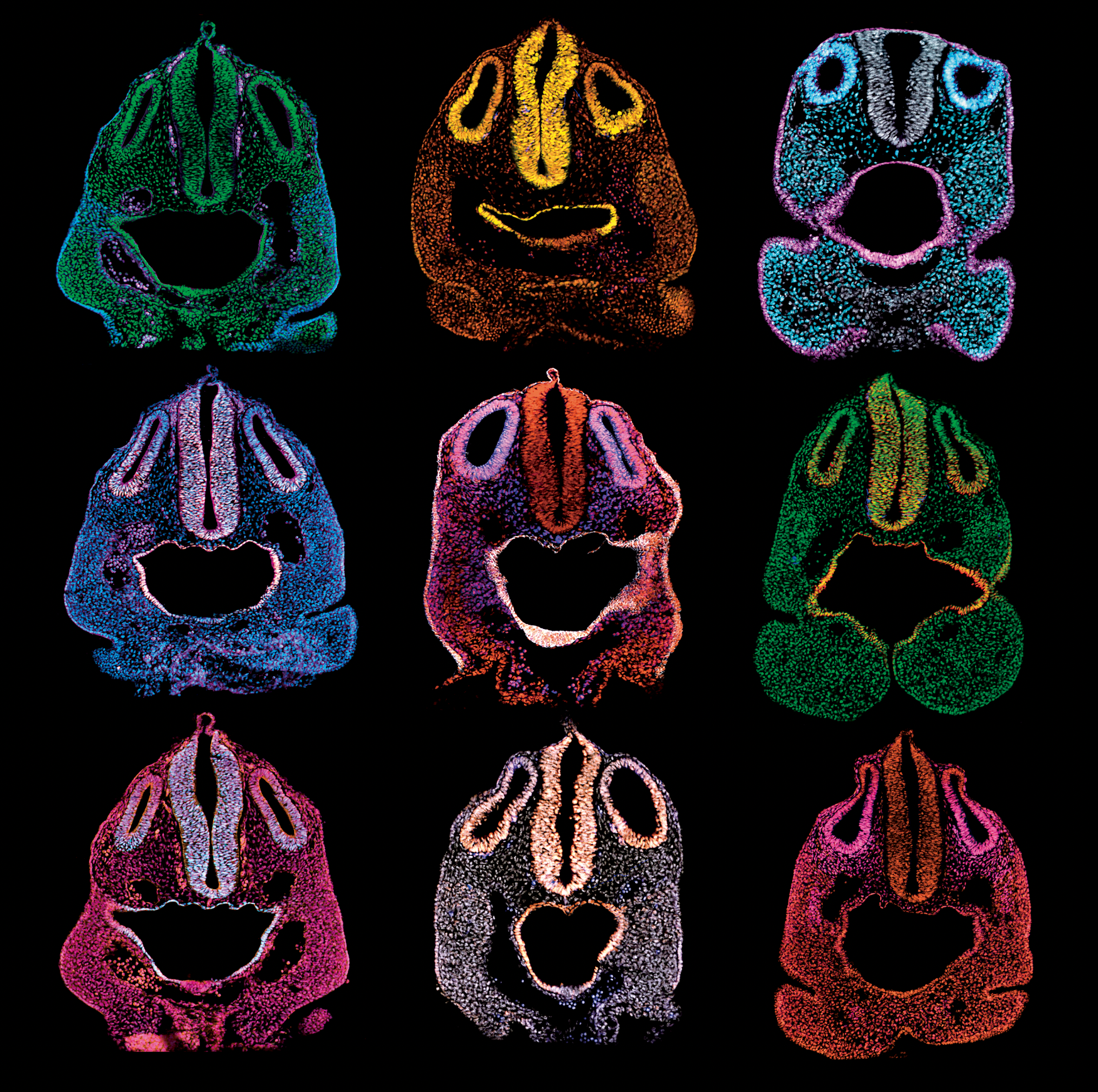 Scientific photo from Developmental Dynamics