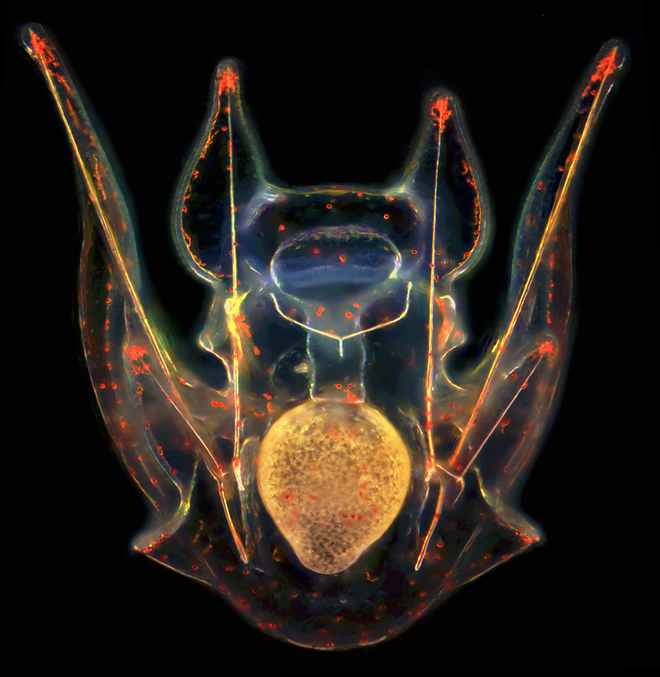 Scientific photo from Developmental Dynamics