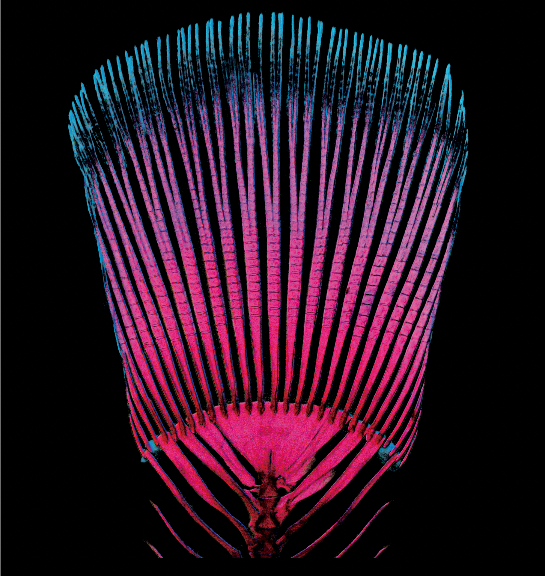 Scientific photo from Developmental Dynamics