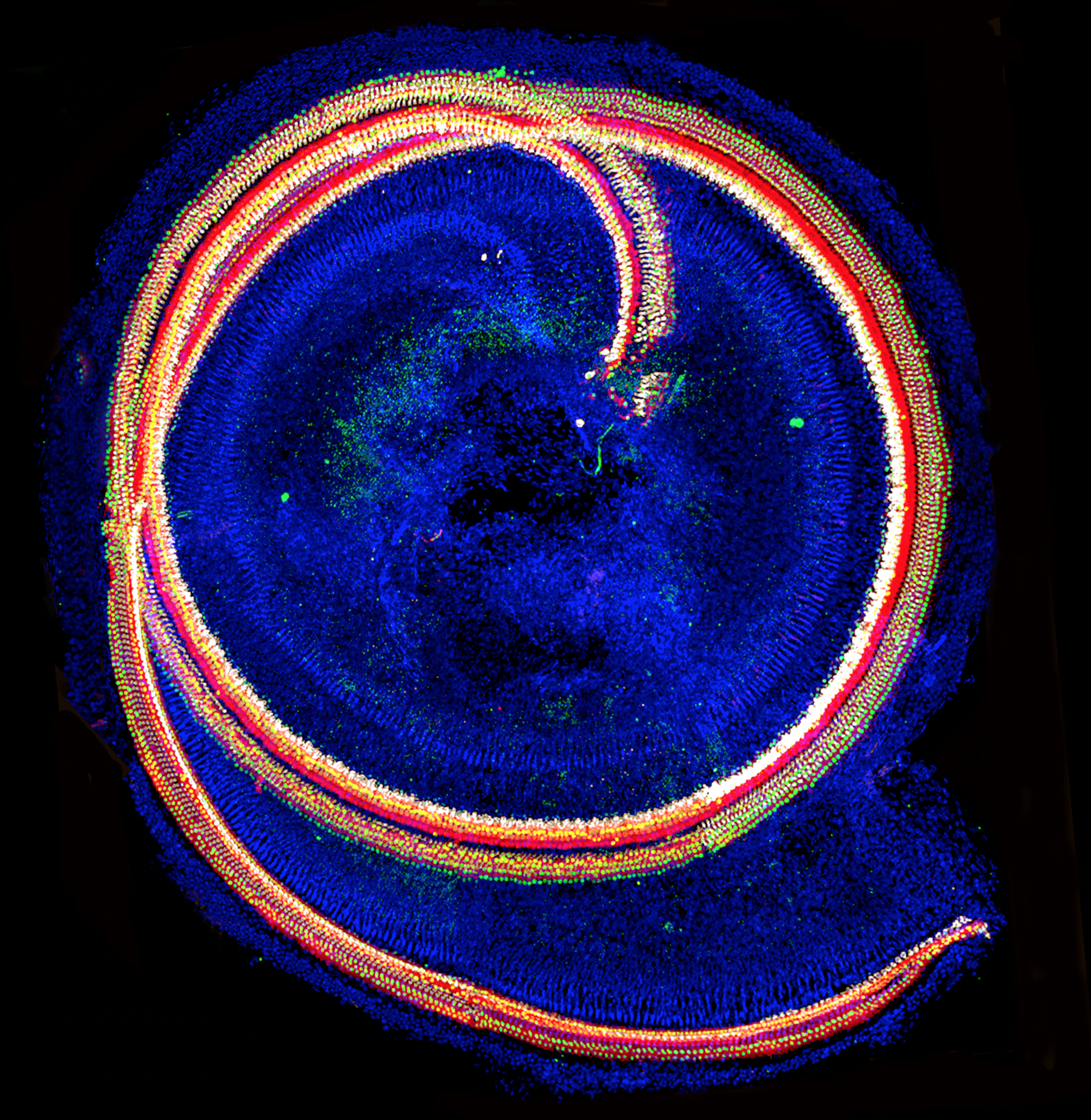 Scientific photo from Developmental Dynamics